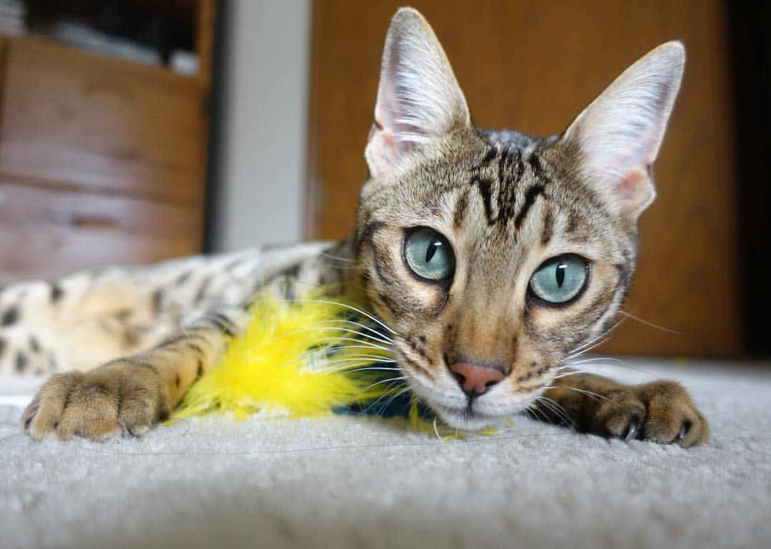 中国男篮构建核心战术系统提升联动性,中国男篮构建核心战术系统提升联动性的原因