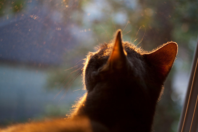 乒乓球青训系统实现地区资源互通,乒乓球青训班