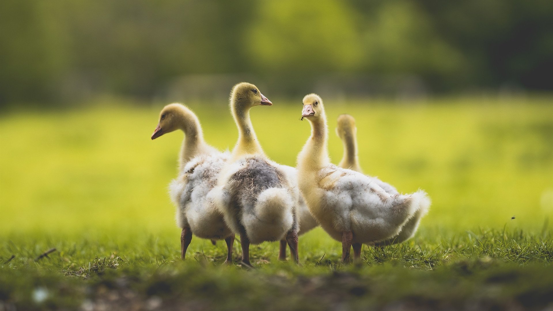 青年才俊：实力派新星在赛场上的闪耀表现，青年才俊 百度百科