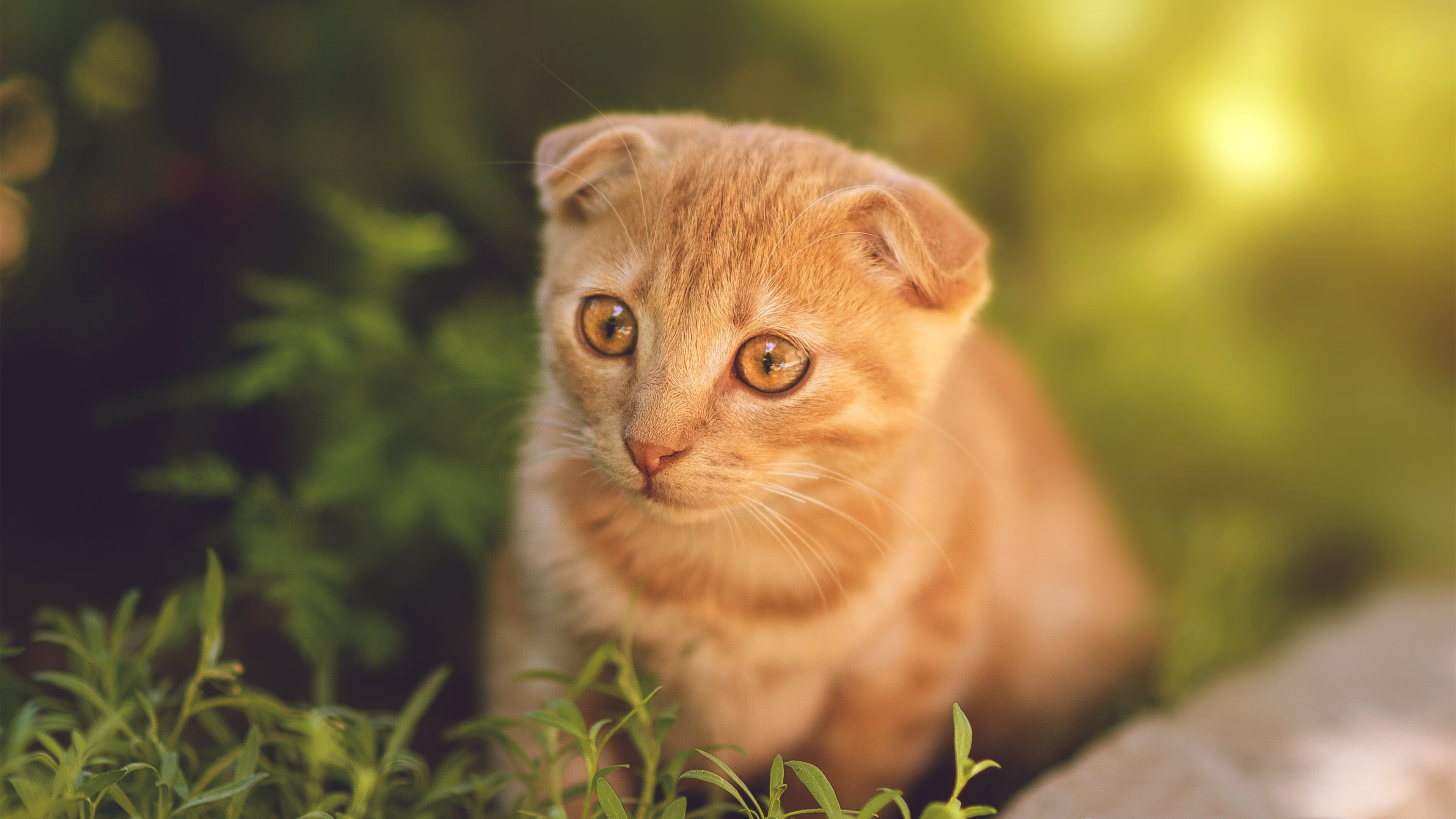 青年才俊：实力派新星在赛场上的闪耀表现，青年才俊 百度百科