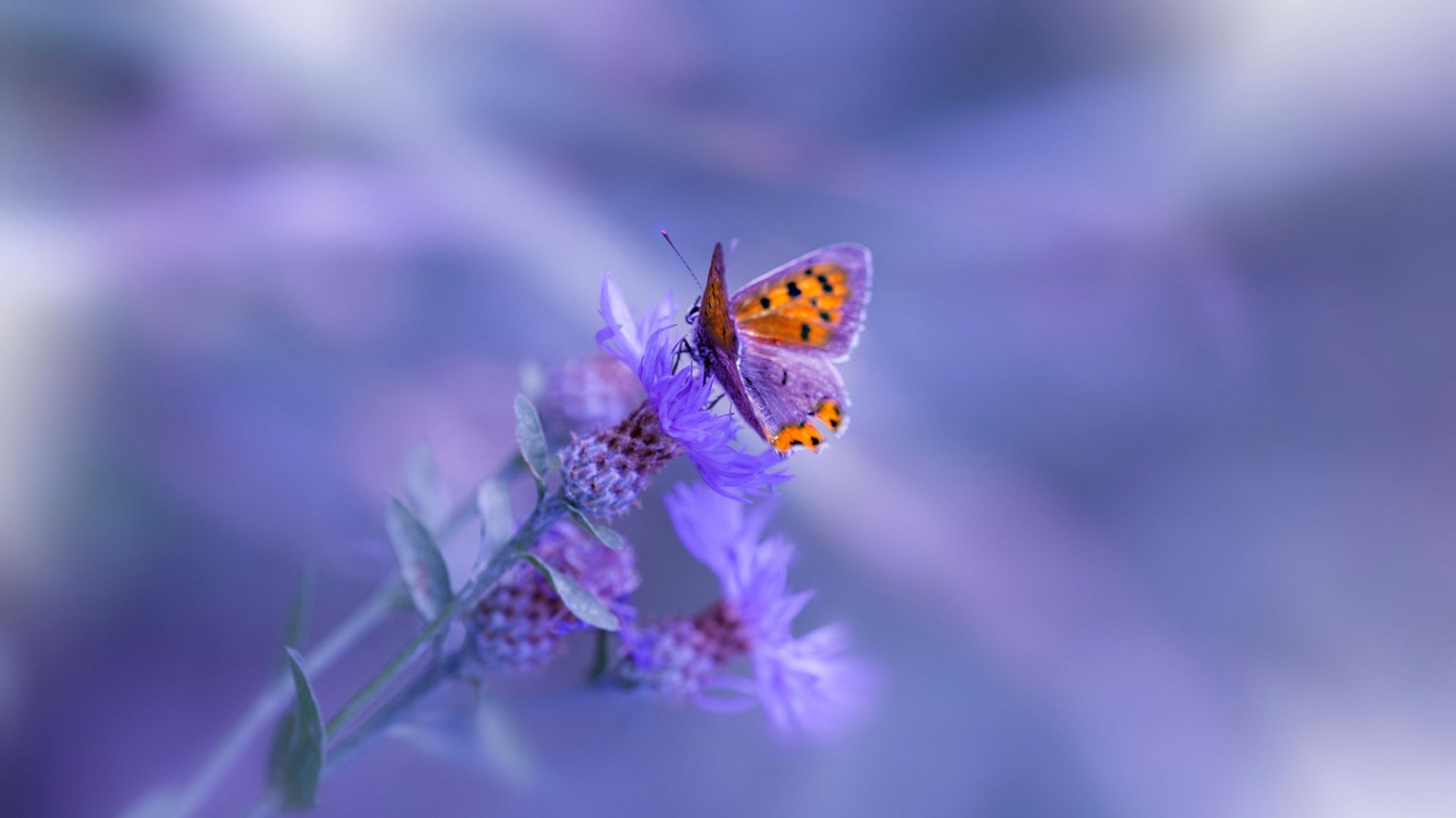 CBA球队提高临场应变能力应对复杂局面,cba赛前训练