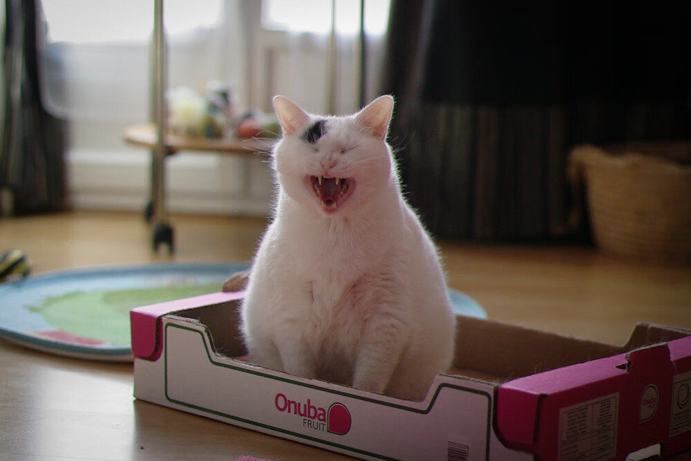 五大联赛是否重视比赛前五分钟节奏占优的重要性,五大联赛赛制