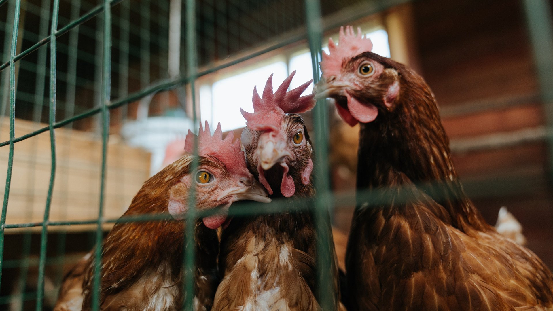 亚洲杯中国足球逆袭 球迷感叹球队进步明显,中国足球队亚洲杯亚军阵容