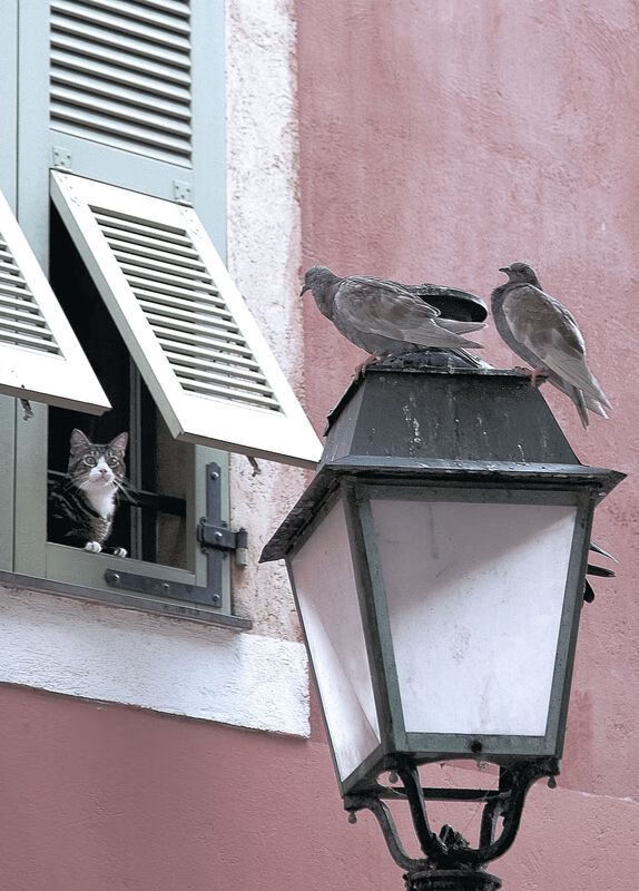 体育新闻中心上线智能体育新闻推荐系统,《体育新闻》